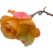 1_webp_ll.sm.png